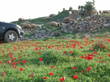 תל צפית ויער חרובית – לכל מכונית