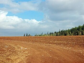 יער דבירה ופריחת החלמונית