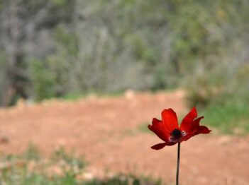 נחל זנוח והמעיינות
