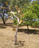 עבודה של גילה קרוקר