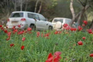 רמות מנשה פריחה