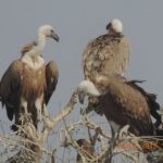 הודו נשר נשרים