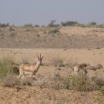 הודו אנטילופה