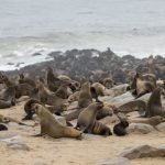 אריות ים נמיביה חיות