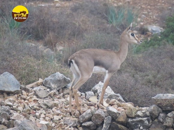 דולב5 16-11-2018