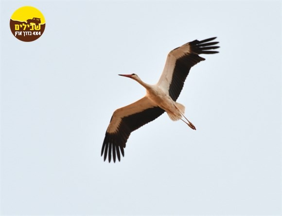 חסידה חיה ציפור