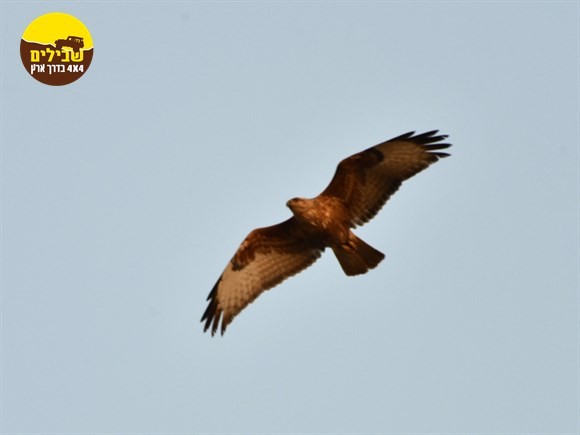 עיט חיה ציפור