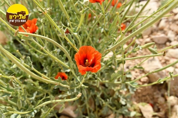 כלנית פרח פרחים