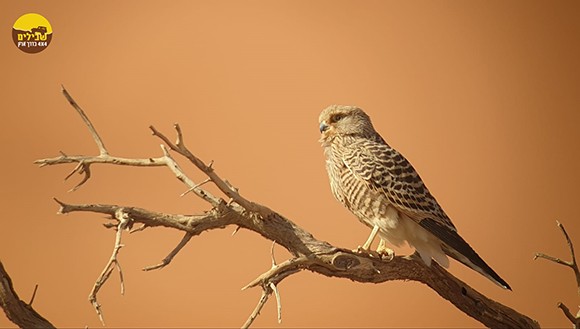 ינשוף חיה חיות