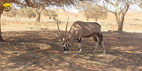 ראם חיה חיות