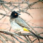 בולבול צהוב ציפור ציפרים