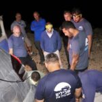 סכיני דימונה מוסמך שטח 8