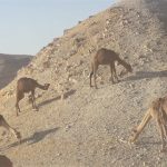 קו המפלים גמלים