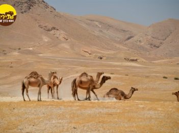 גמלים במדבר יהודה חיות