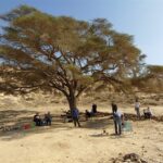 חלמונית בהר הנגב עץ