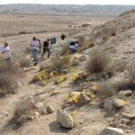 חלמונית נרקיס פרח פרחים חלמוניות אנשים