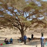 עץ צל אנשים כינוס הפסקה מנוחה