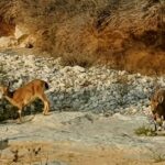 חלמונית בהר הנגב חיה יעל