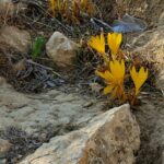 חלמונית נרקיס פרח פרחים חלמוניות