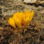 חלמונית נרקיס פרח פרחים חלמוניות