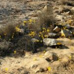 חלמוניות נרקיסים נרקיס מדבר נוף חלמונית