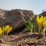 חלמונית נרקיס פרח פרחים חלמוניות