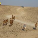 חיות גמלים אווירה