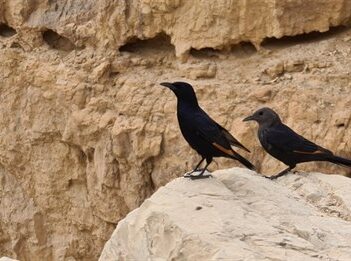 טריסטרמית זרזיר עין גדי