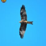 מסע בעקבות מכבים ציפור בז נץ