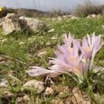 סתוונית היורה פרח מדבר פורח פריחה