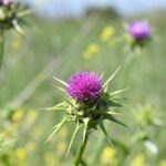 קוץ פרח דרדר גדילן מצוי