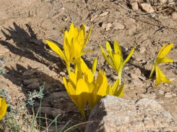חלמונית חלמוניות