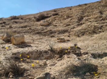 חלמוניות נרקיסים נרקיס מדבר נוף