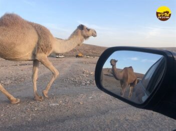 עצמאית בשטח 12-21 נוף אווירה גמל